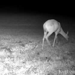 trail cams